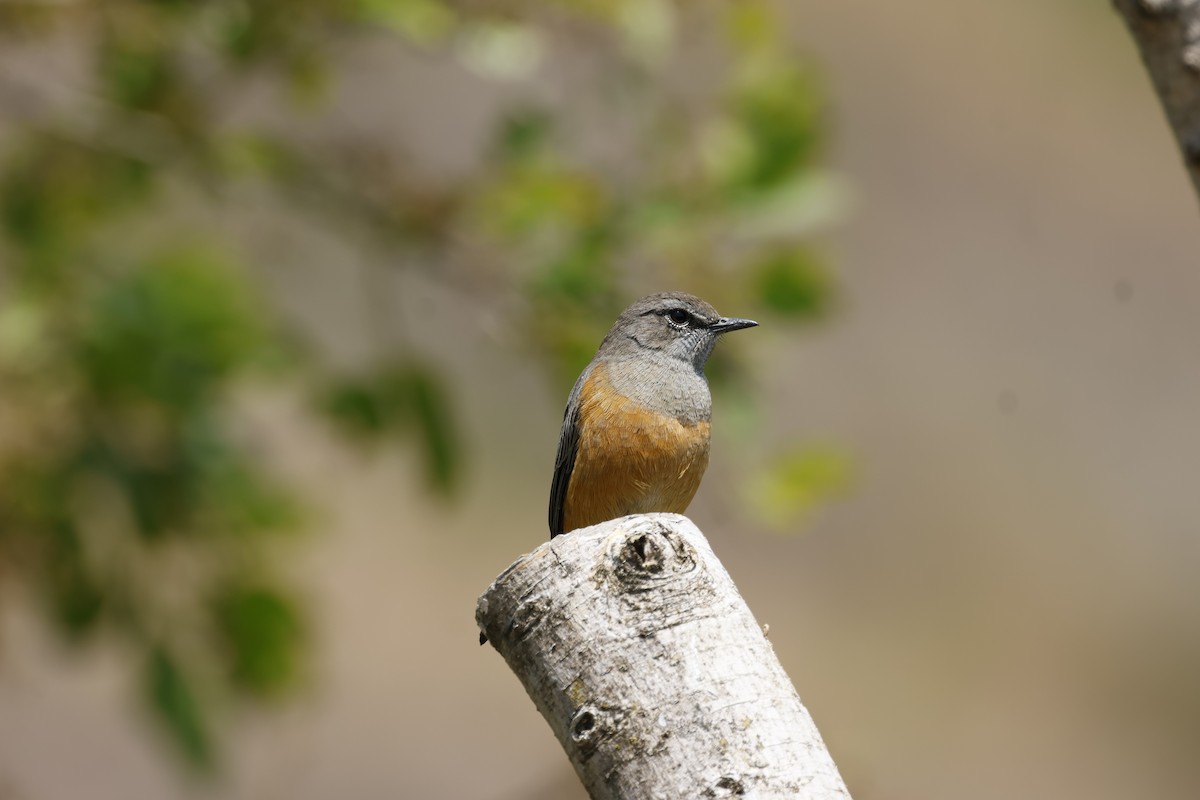 Little Rock-Thrush - ML645601506