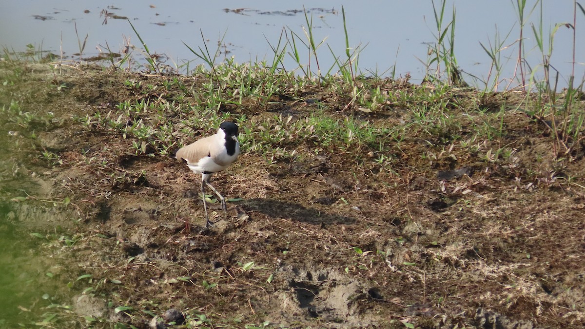 River Lapwing - ML645601510