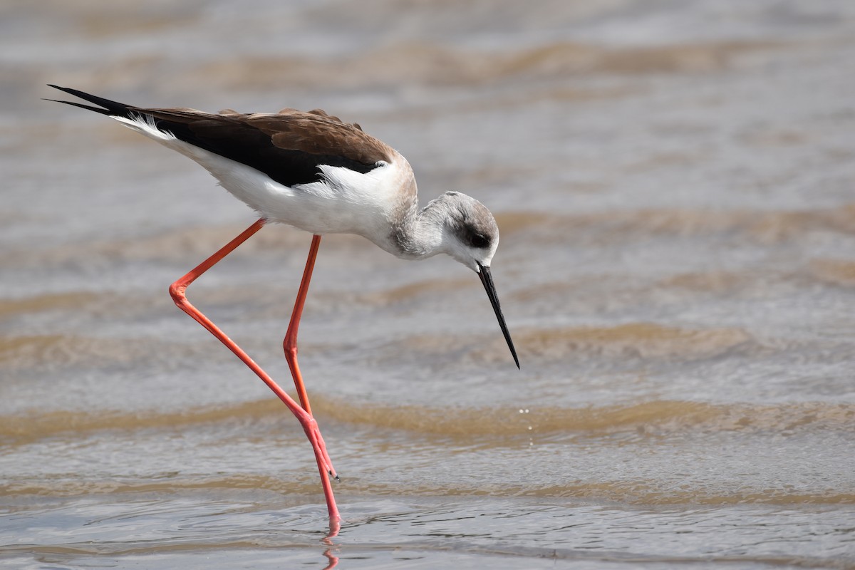 Zankaluze eurasiarra - ML645601511