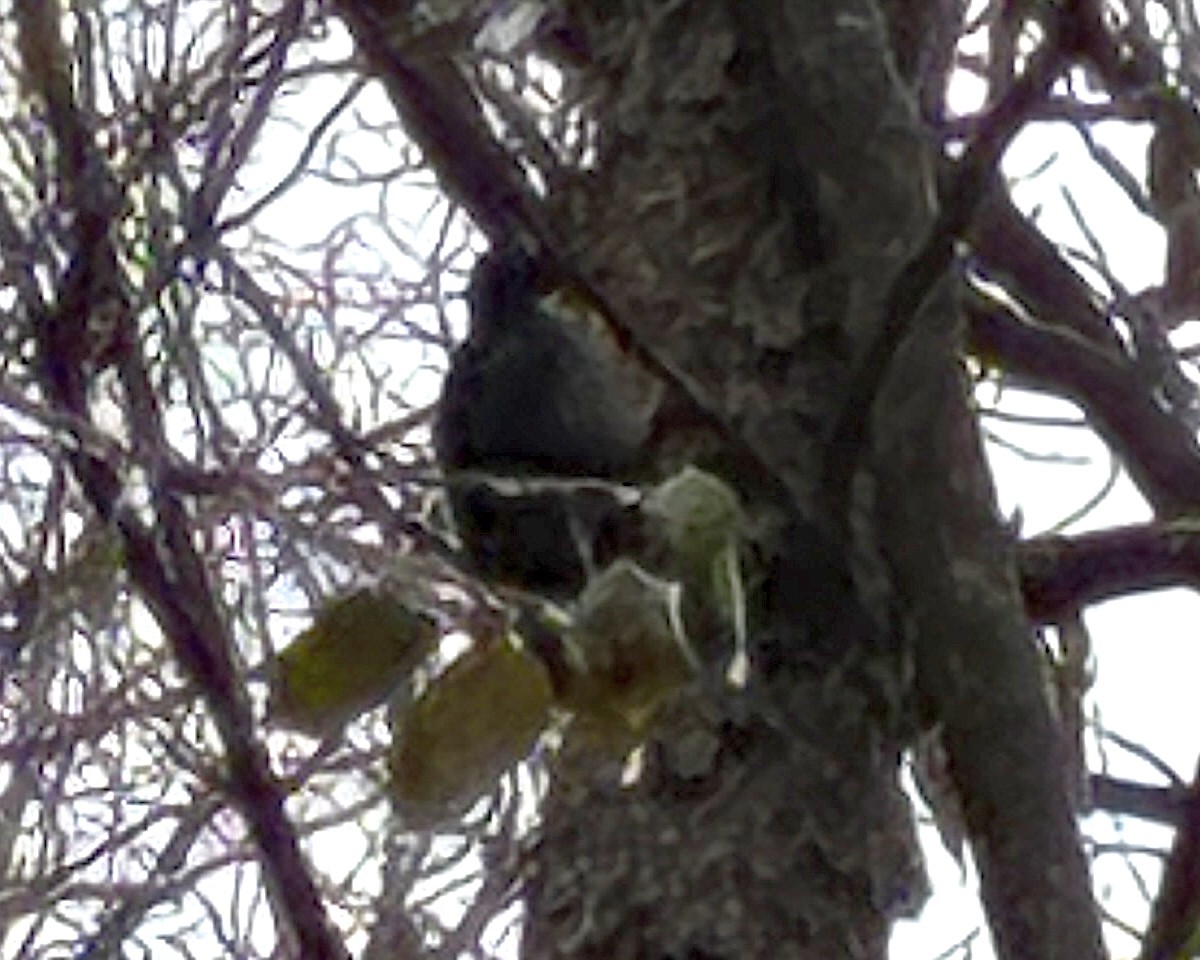 Black-backed Woodpecker - ML645601513