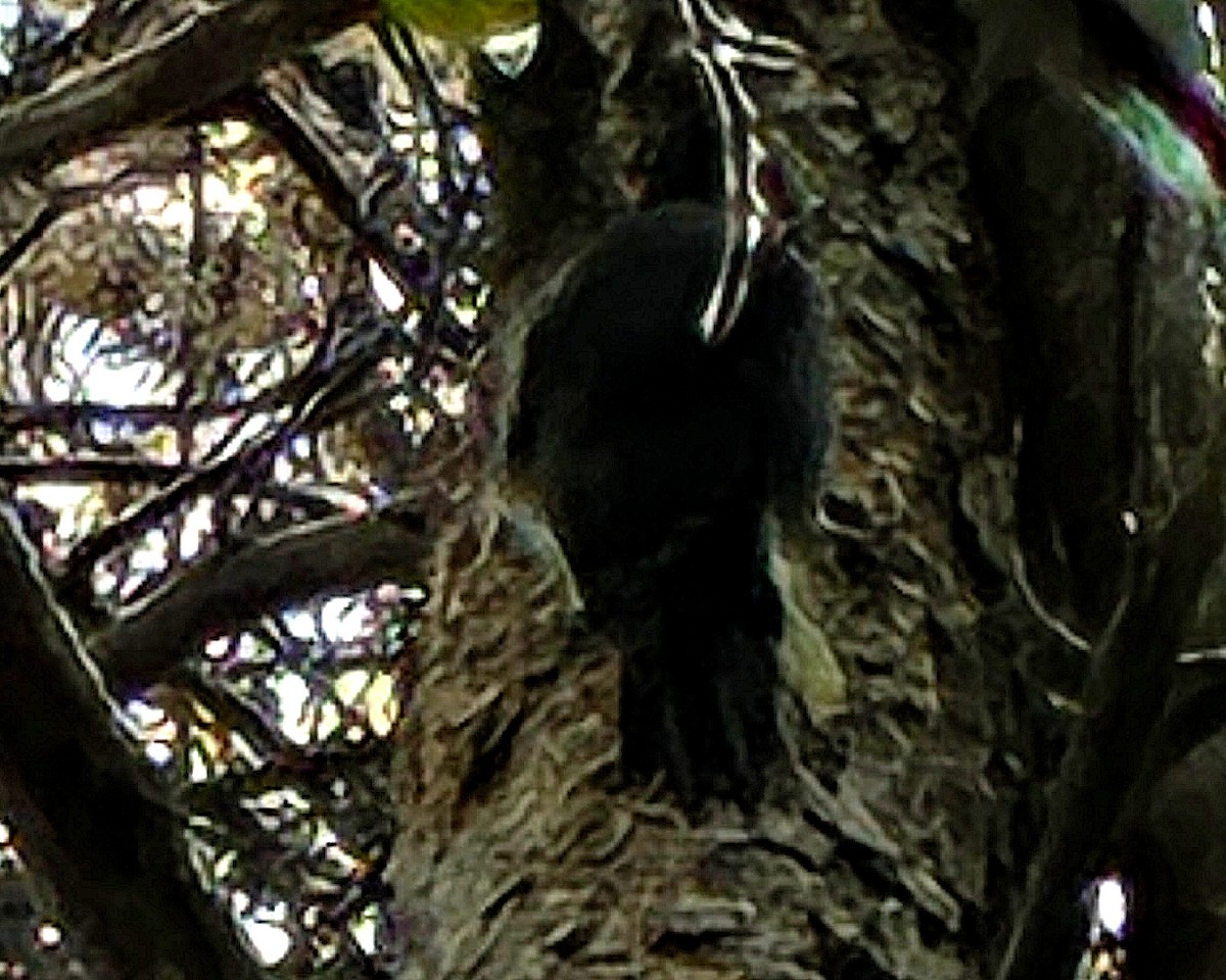 Black-backed Woodpecker - ML645601514