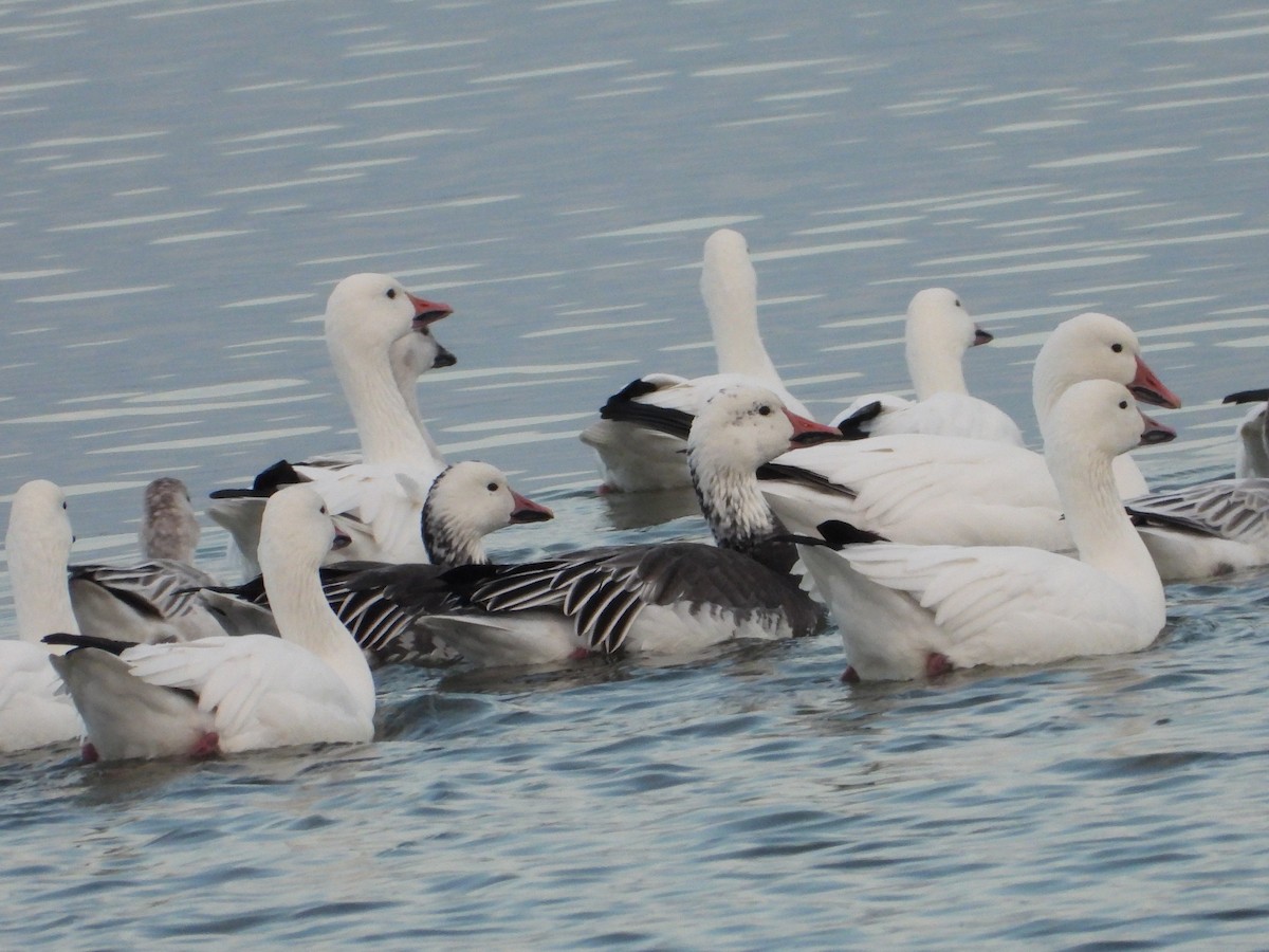 Snow Goose - ML645601519