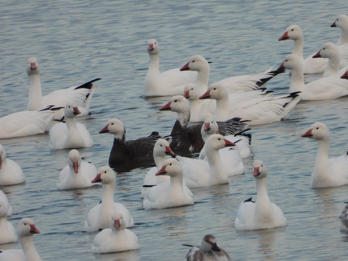Snow Goose - ML645601523