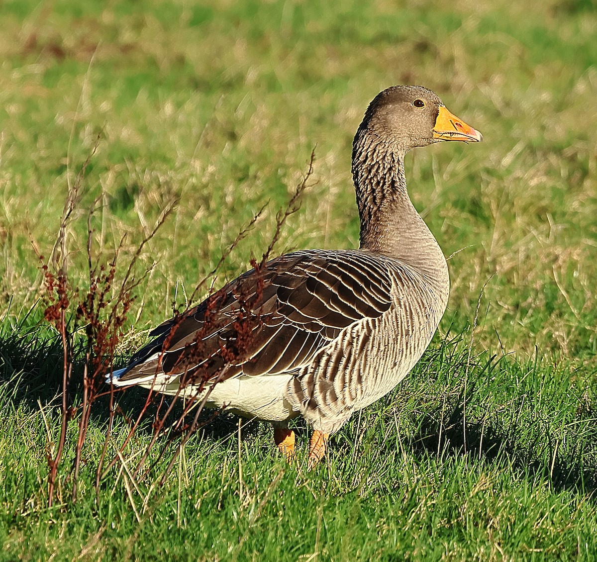 Graylag Goose - ML645601529