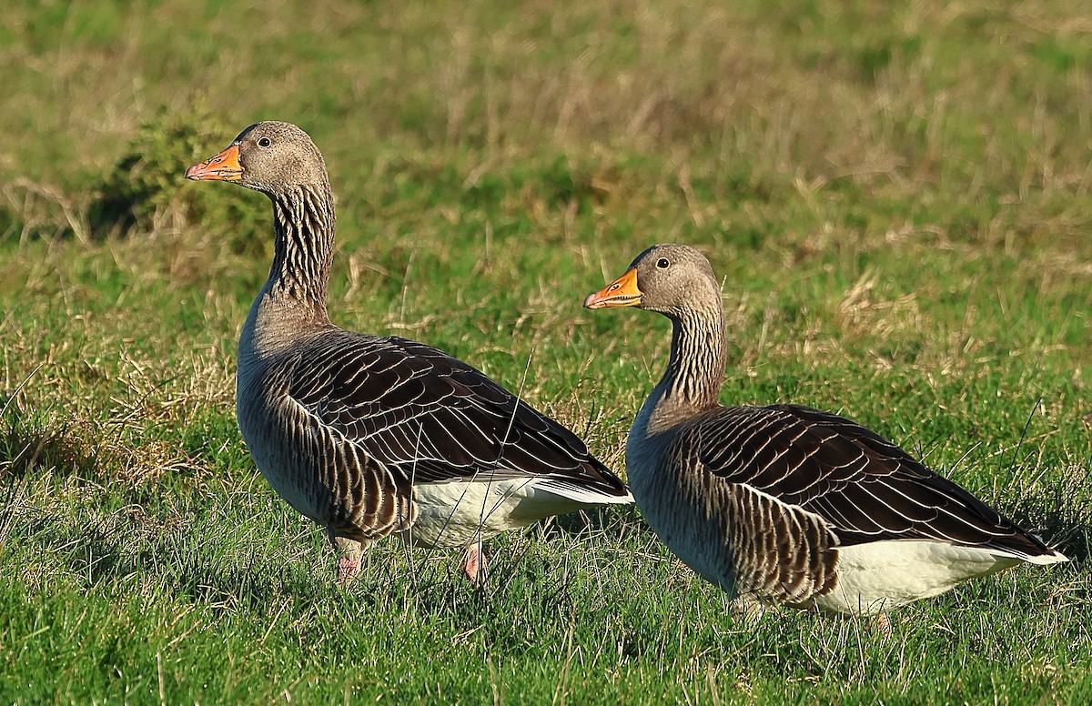 Graylag Goose - ML645601530