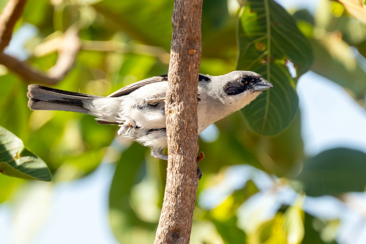Örümcekkuşu Tangarası - ML645601536