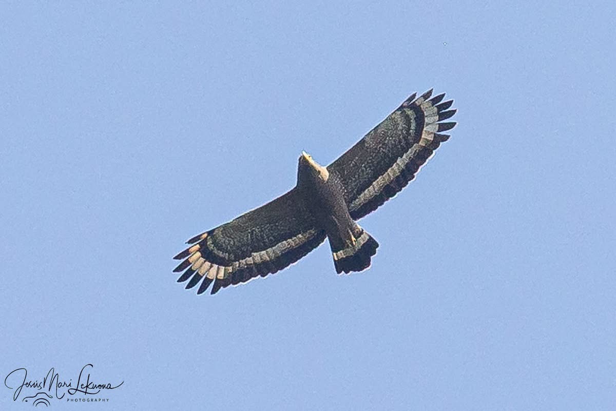 Crested Serpent-Eagle - ML645601537