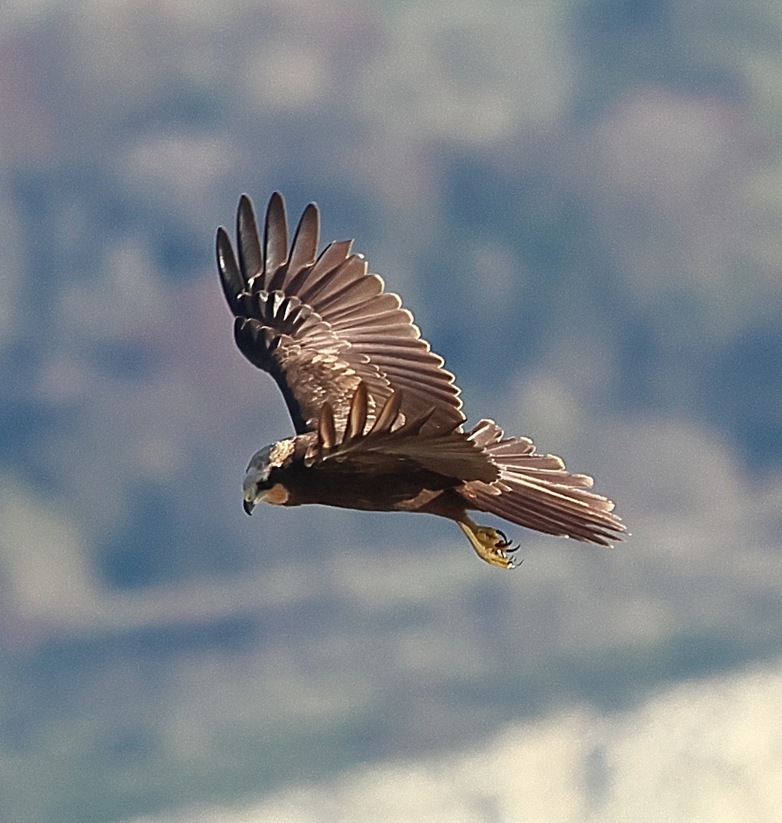Western Marsh Harrier - ML645601538