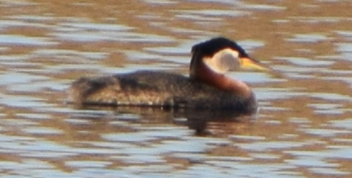 Пірникоза сірощока - ML645601551