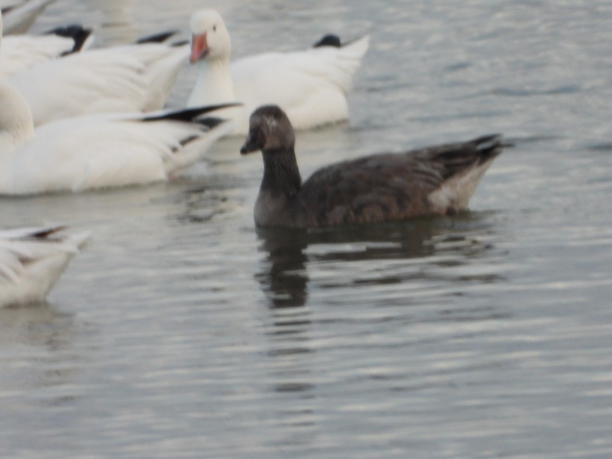 Snow Goose - ML645601552