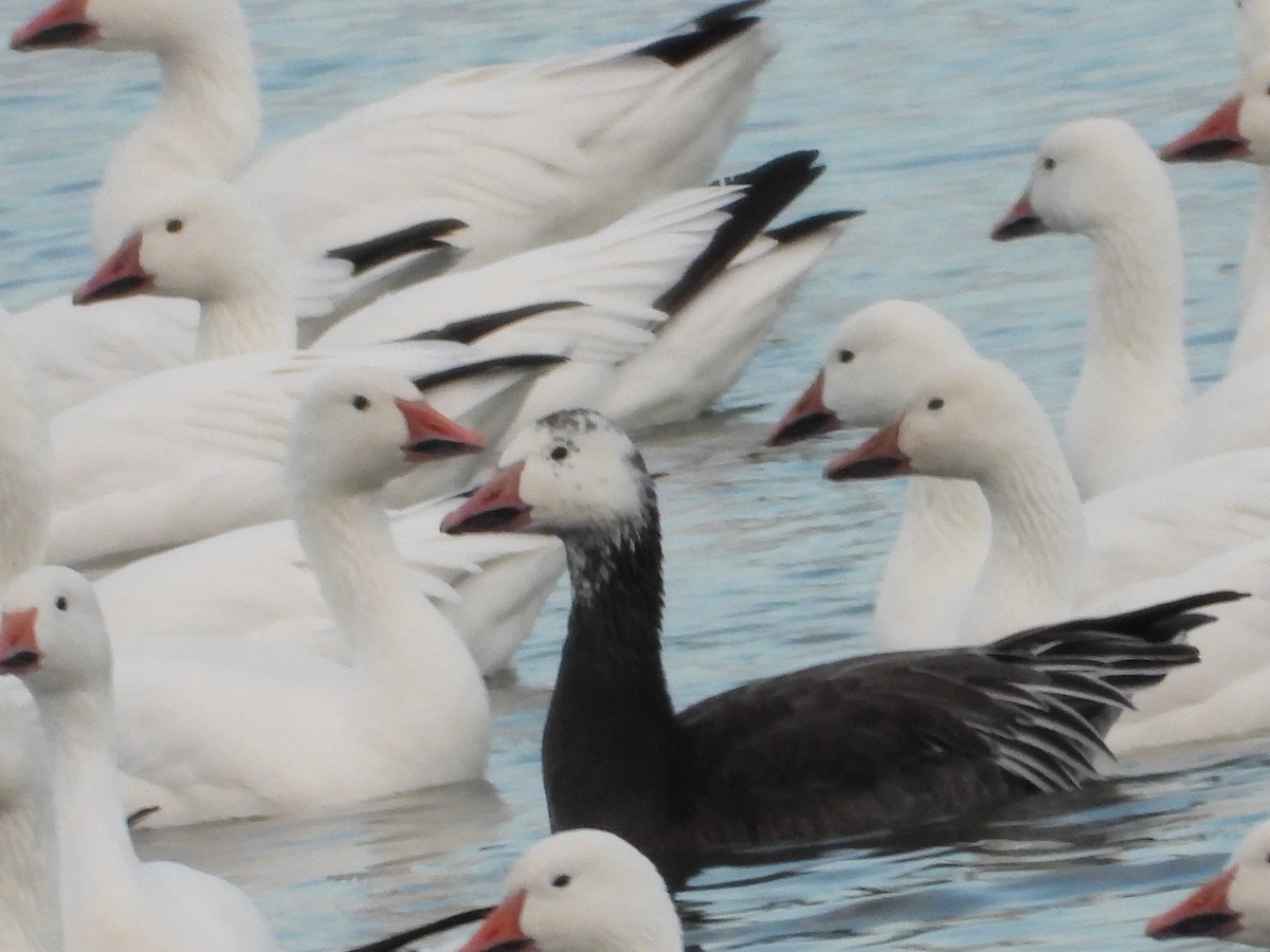 Snow Goose - ML645601559
