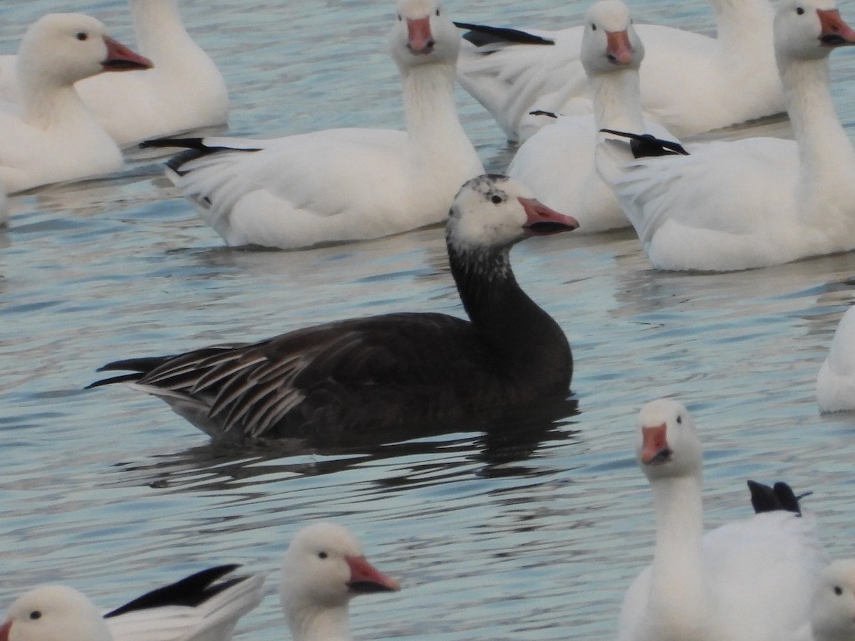 Snow Goose - ML645601560