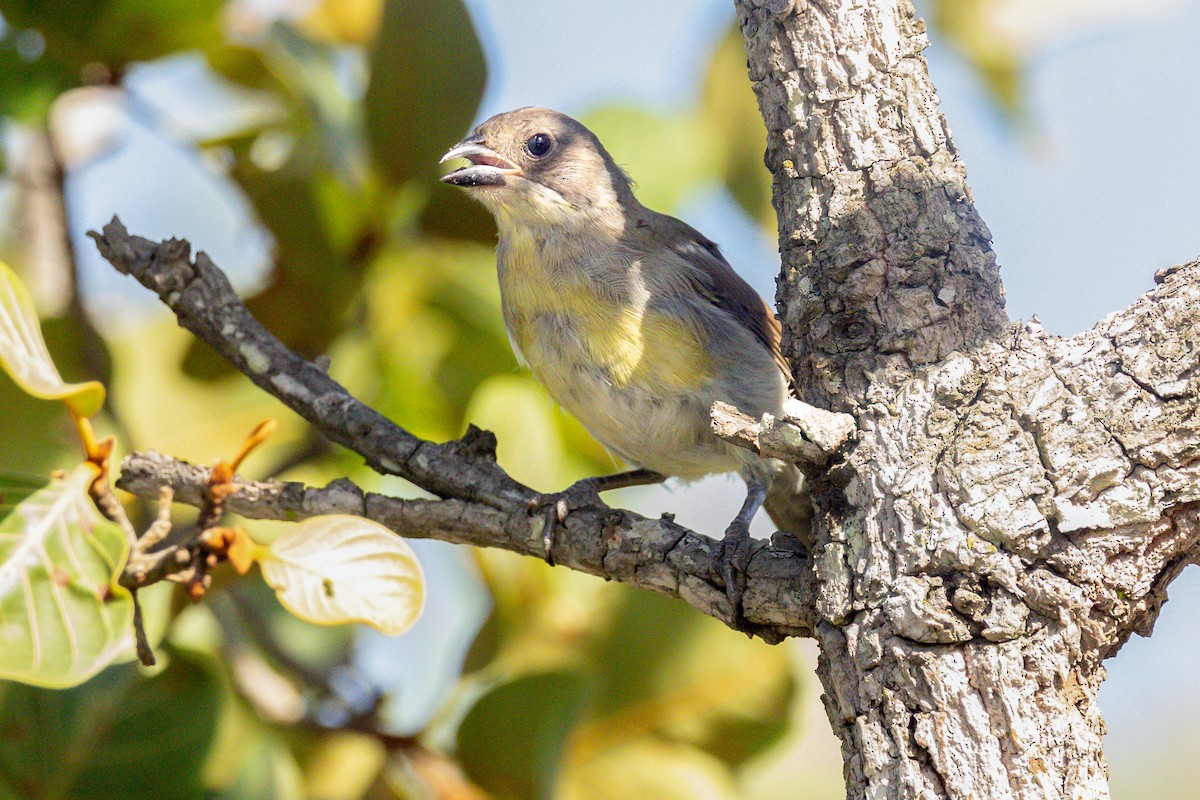 Örümcekkuşu Tangarası - ML645601574