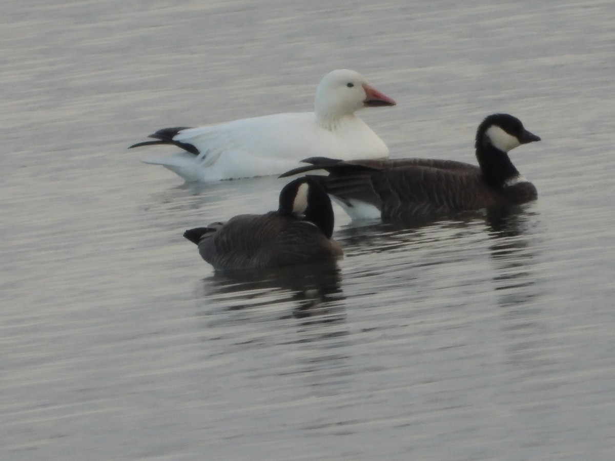 小加拿大雁 - ML645601596