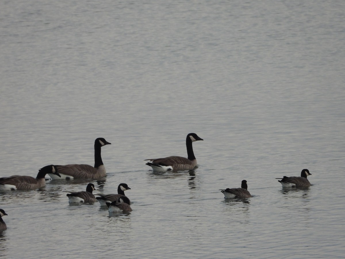 Canada Goose - ML645601598