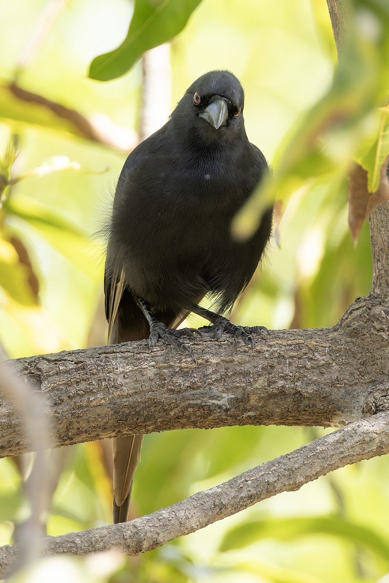 Африканская сорока - ML645601599