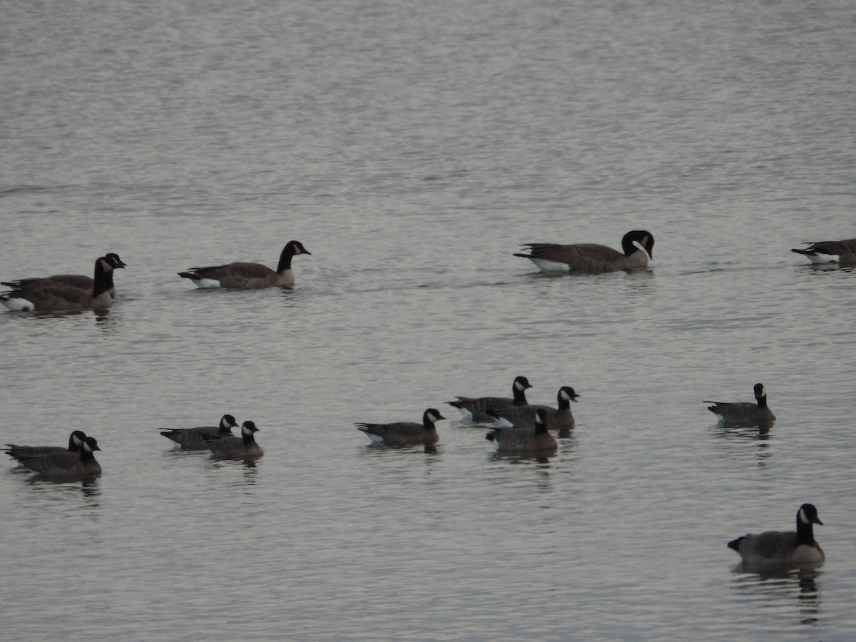 小加拿大雁 - ML645601601