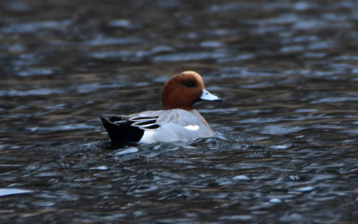 Зээрд нугас - ML645601619