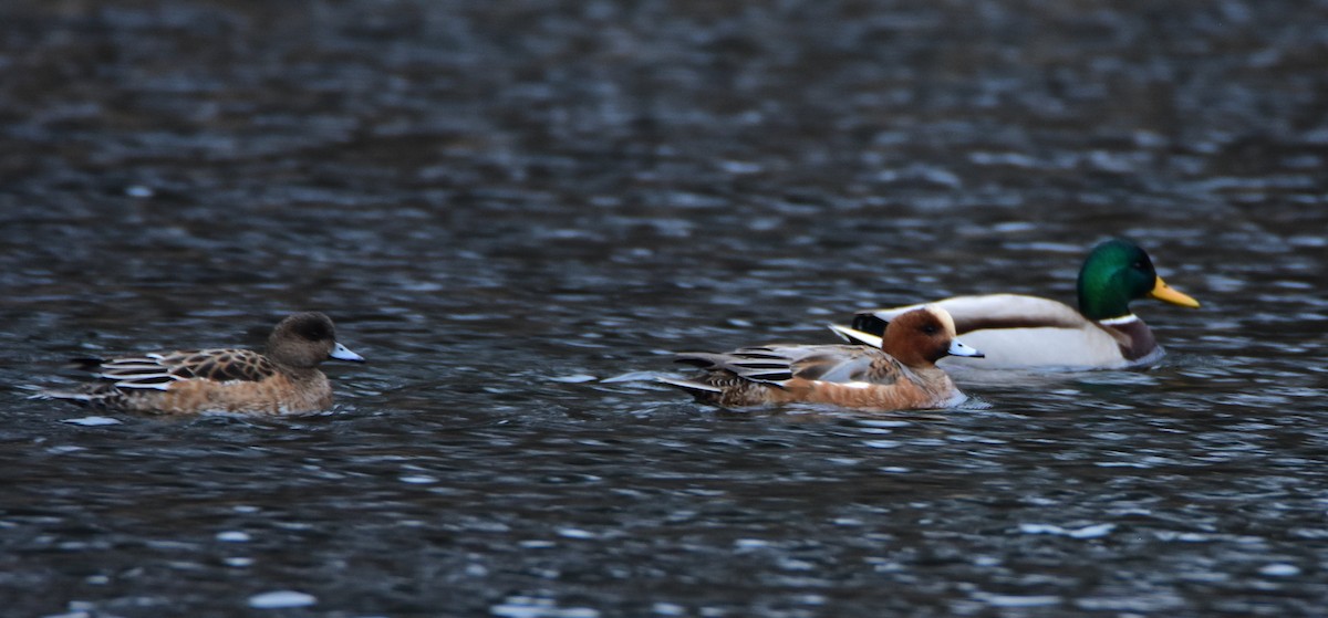 Зээрд нугас - ML645601620