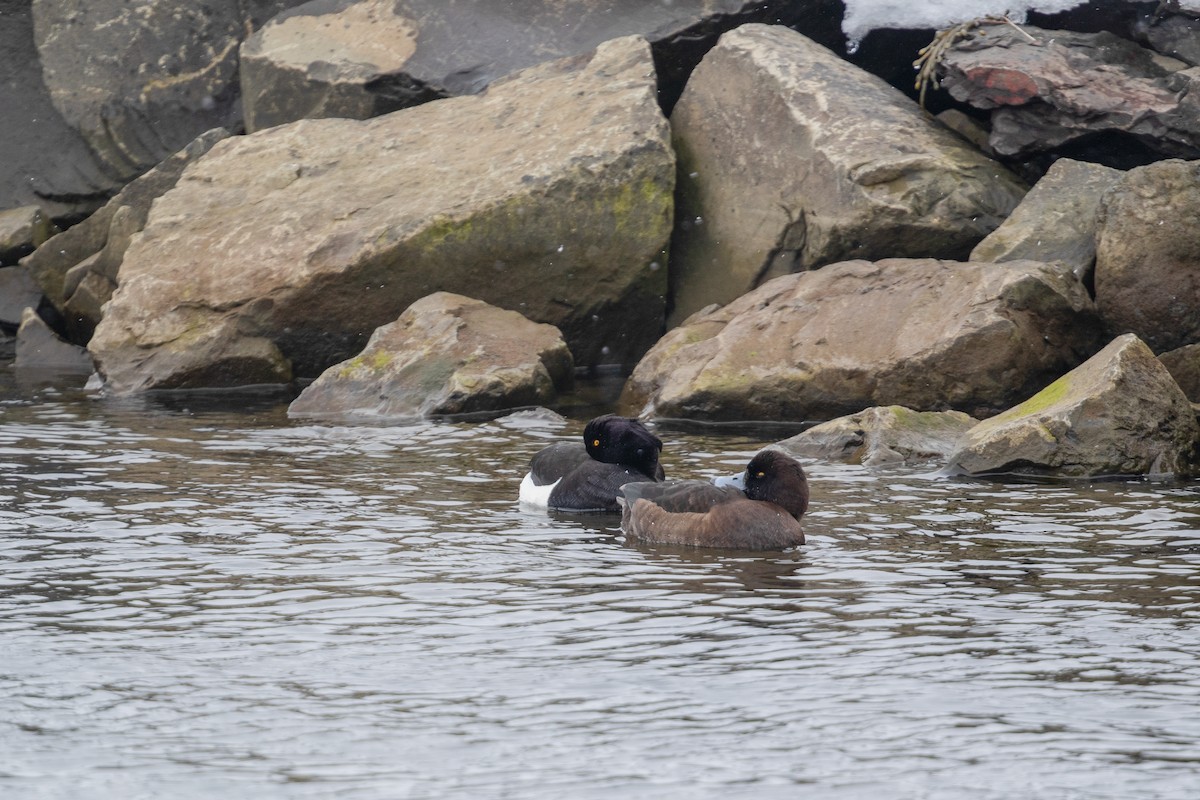 Tufted Duck - ML645601631