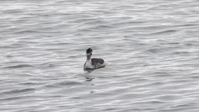 Eared Grebe - ML645601652