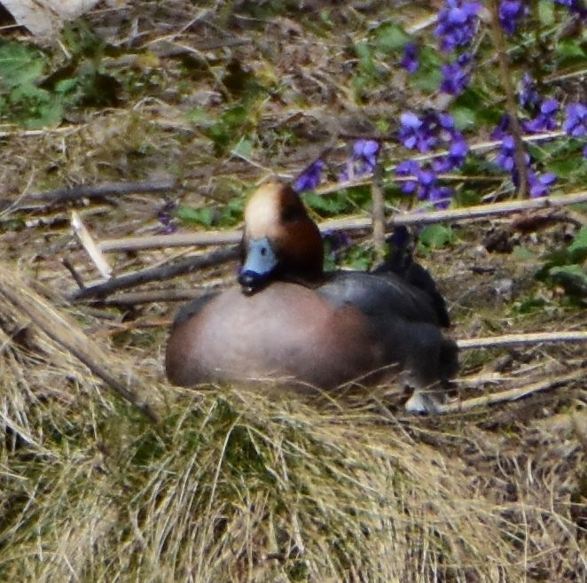 Зээрд нугас - ML645601654