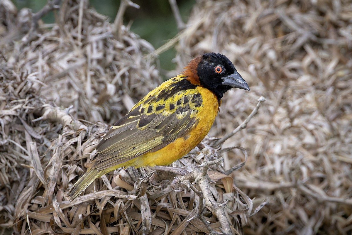 Village Weaver - ML645601657