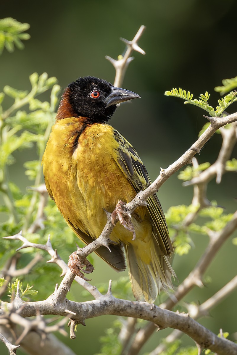 Village Weaver - ML645601658