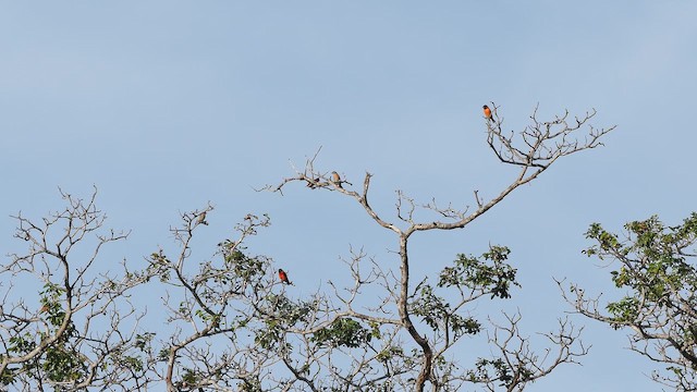 Kırmızı İskete - ML645601659