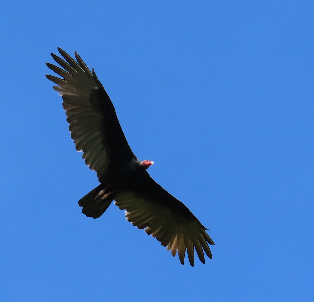 Turkey Vulture - ML645601660