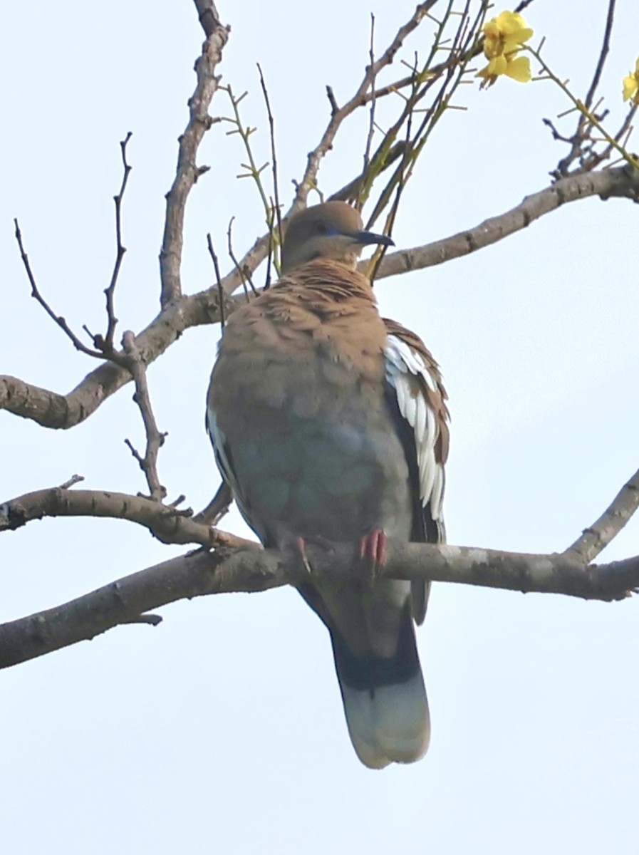 White-winged Dove - ML645601661