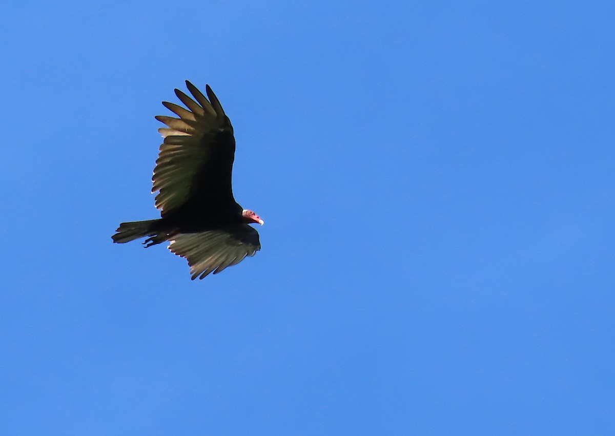 Turkey Vulture - ML645601662