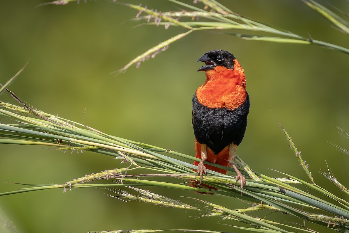 Northern Red Bishop - ML645601663