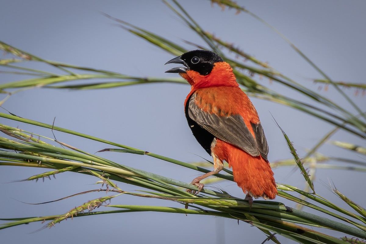 Northern Red Bishop - ML645601664