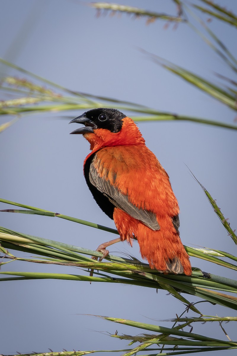 Northern Red Bishop - ML645601665