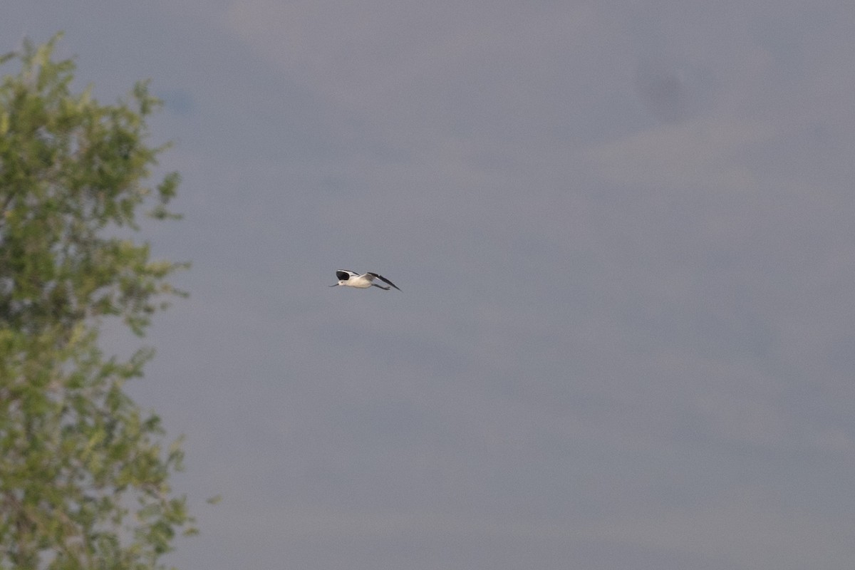 American Avocet - ML645601675