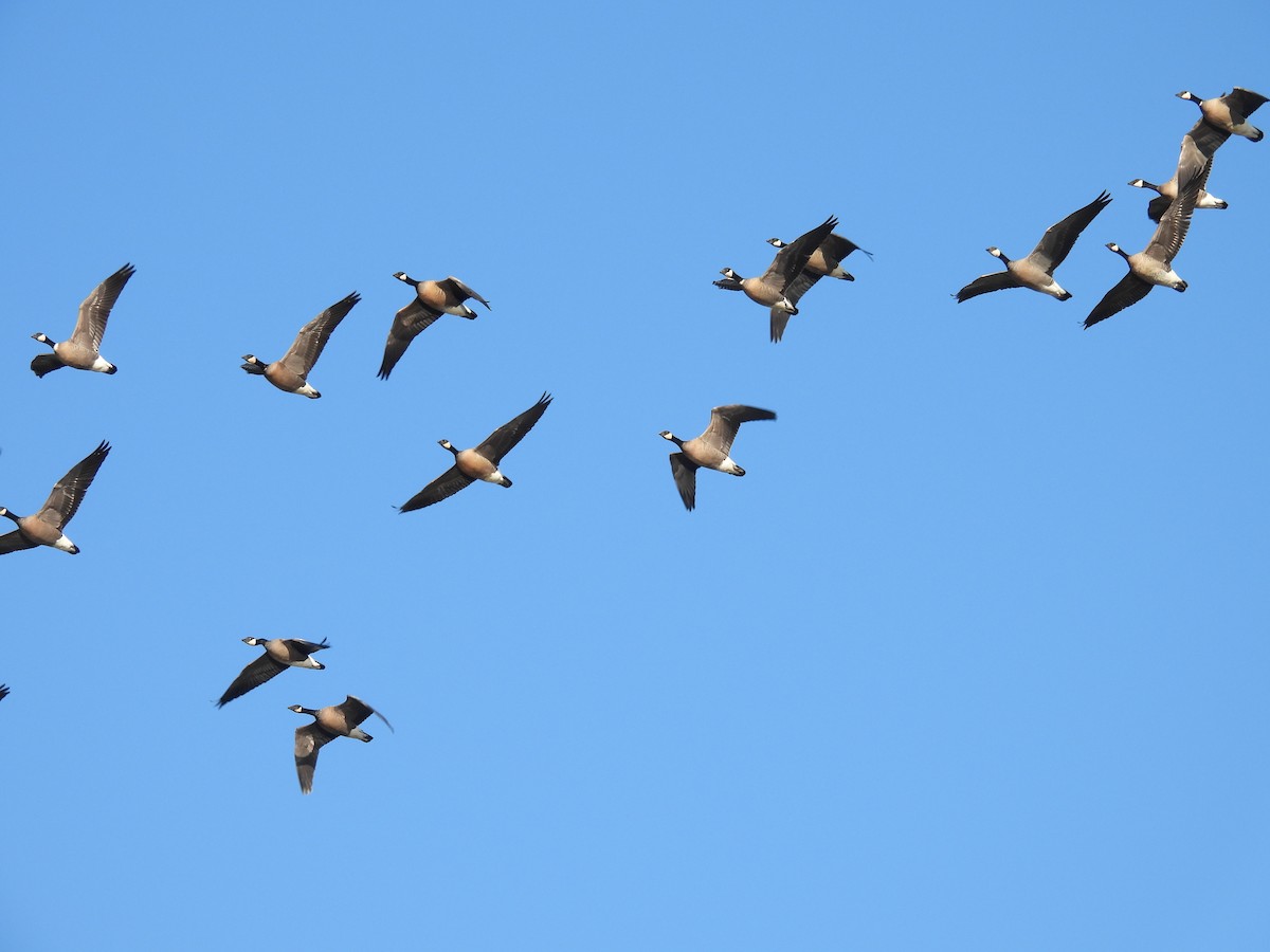 Cackling Goose (minima) - ML645601676