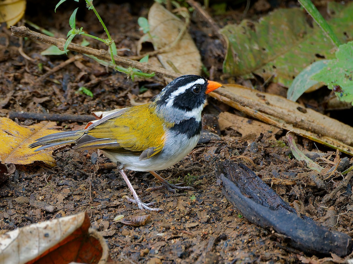 Orange-billed Sparrow - ML645601677