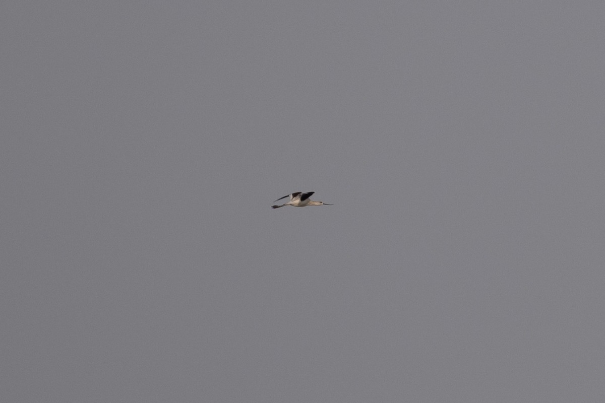 American Avocet - ML645601678