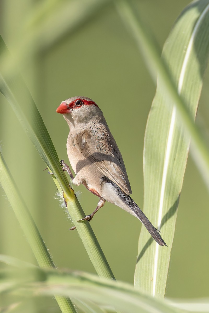 Black-rumped Waxbill - ML645601679