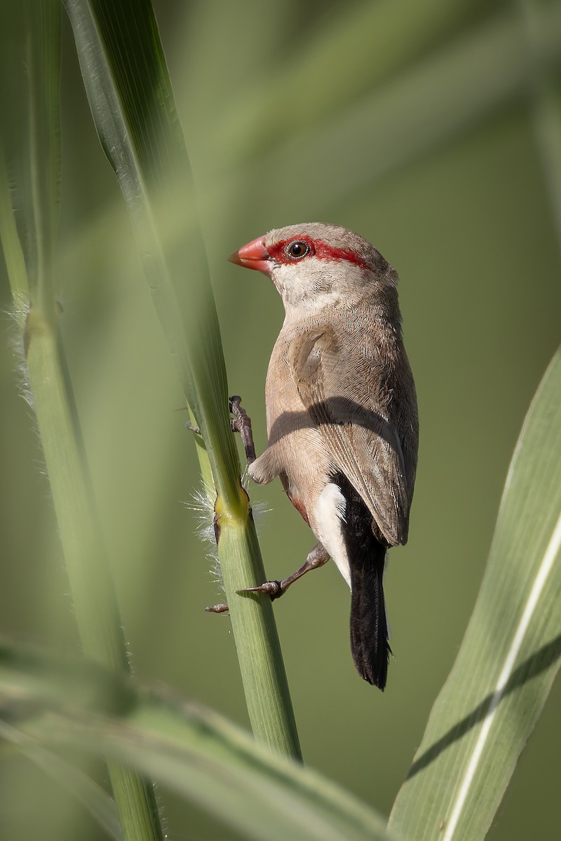 Black-rumped Waxbill - ML645601680