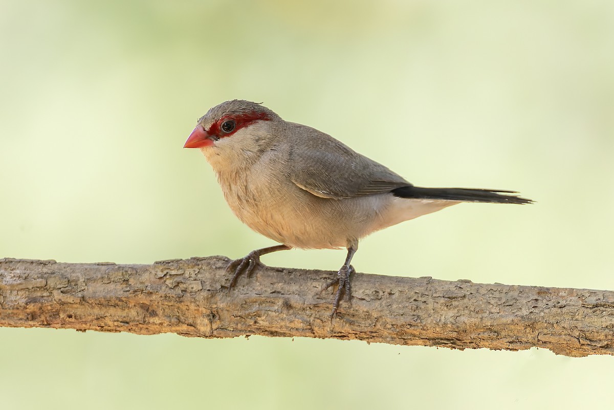 Black-rumped Waxbill - ML645601681