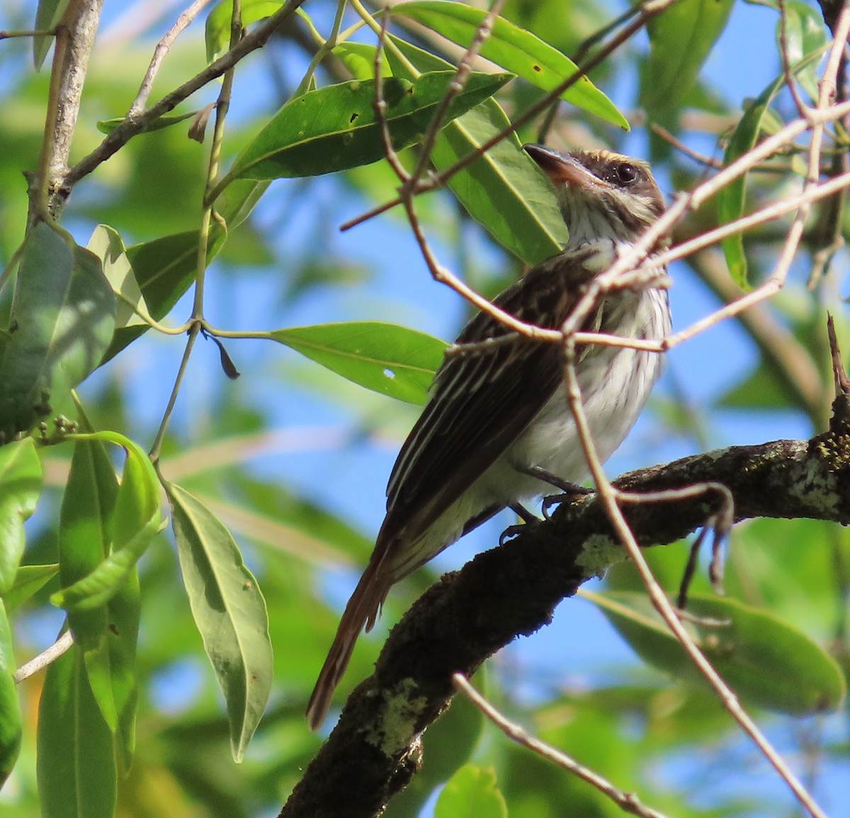 Streaked Flycatcher - ML645601682