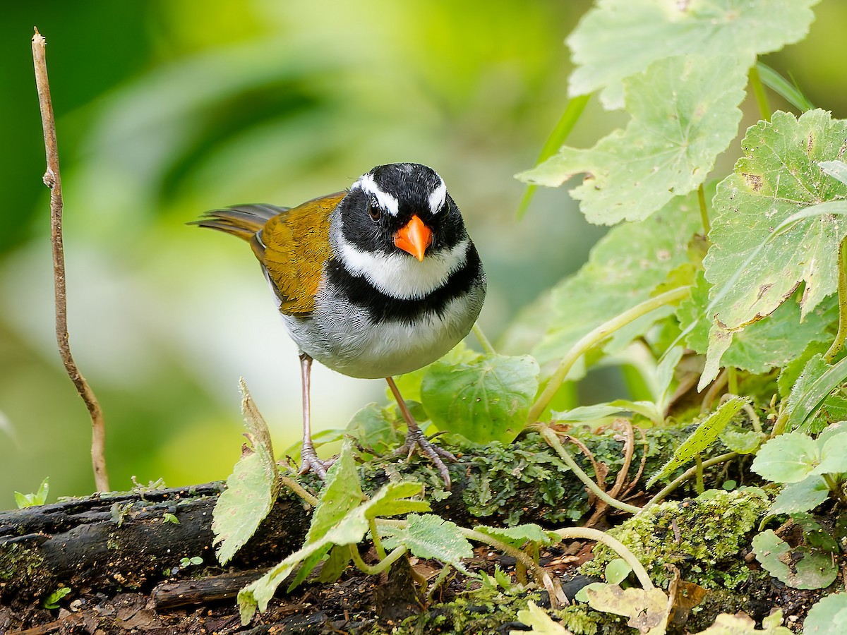Orange-billed Sparrow - ML645601684