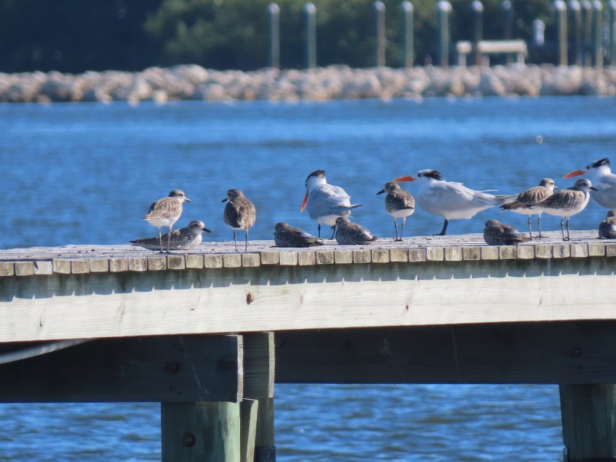 Black-bellied Plover - ML645601686