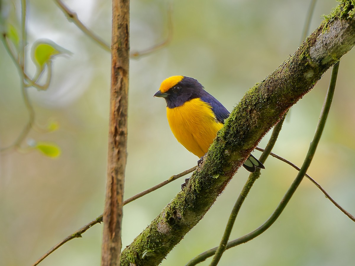 Orange-bellied Euphonia - ML645601689