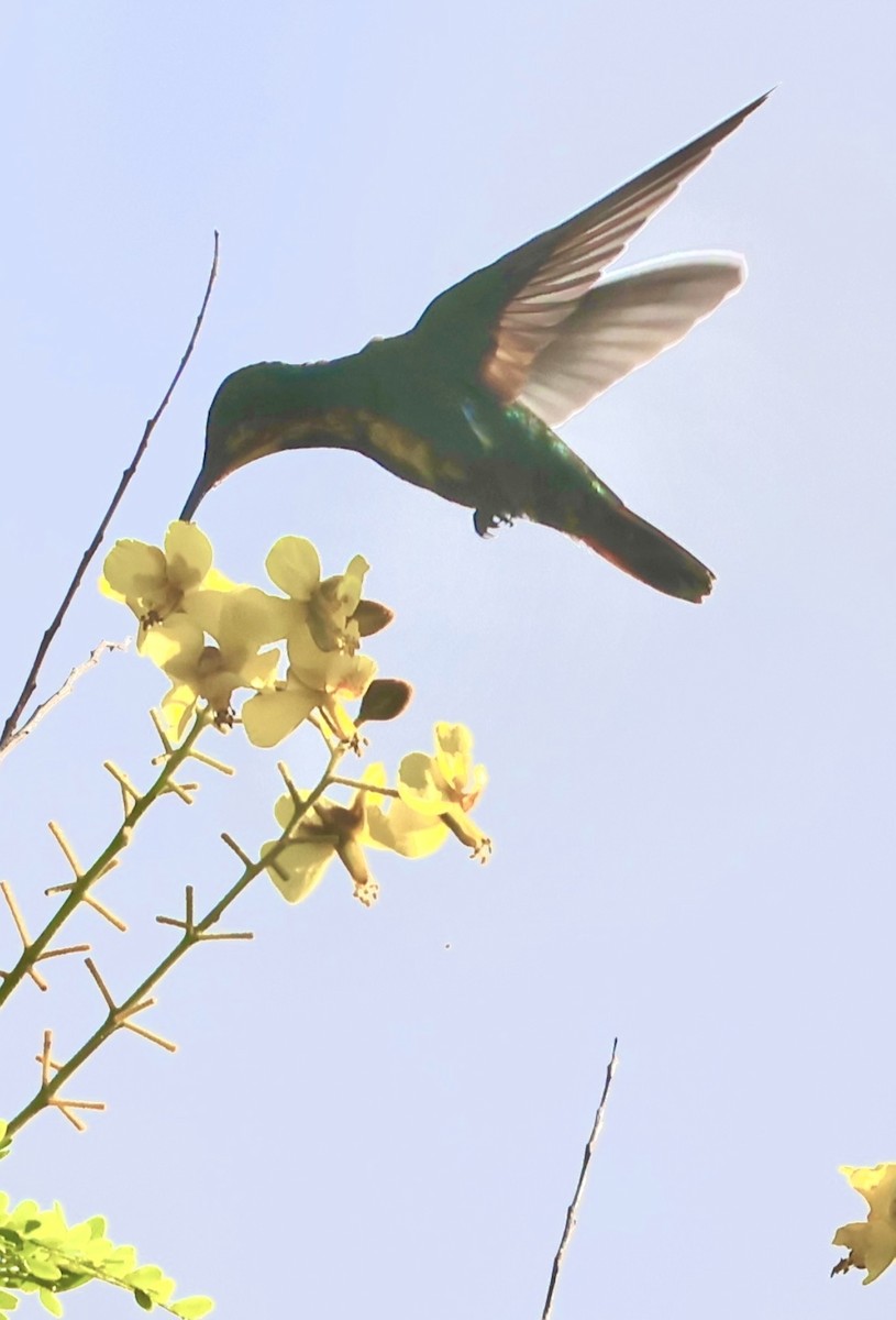 Green-breasted Mango - ML645601690