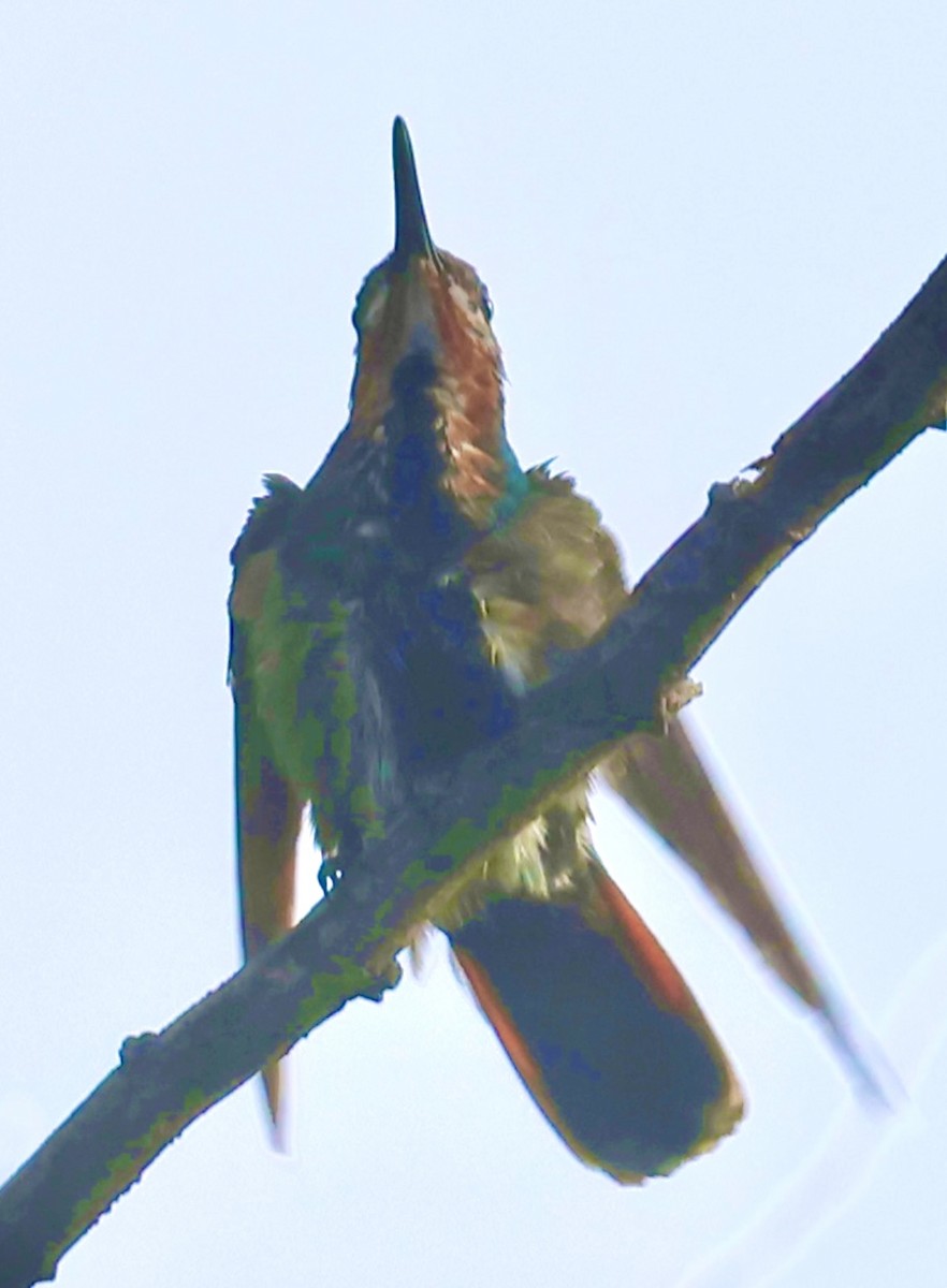 Green-breasted Mango - ML645601691