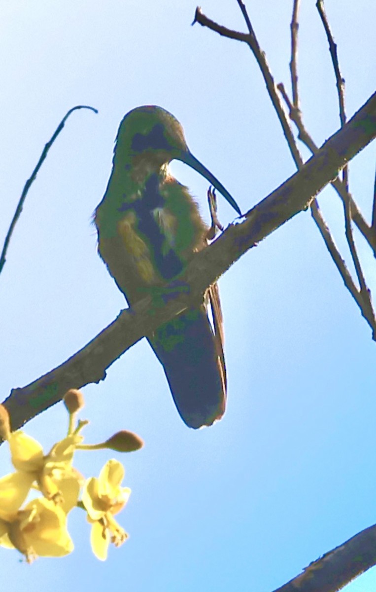 Green-breasted Mango - ML645601692