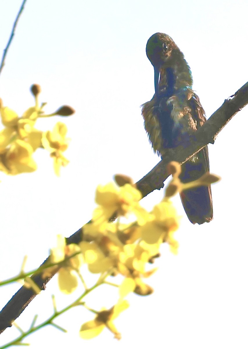 Green-breasted Mango - ML645601693